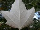 white poplar